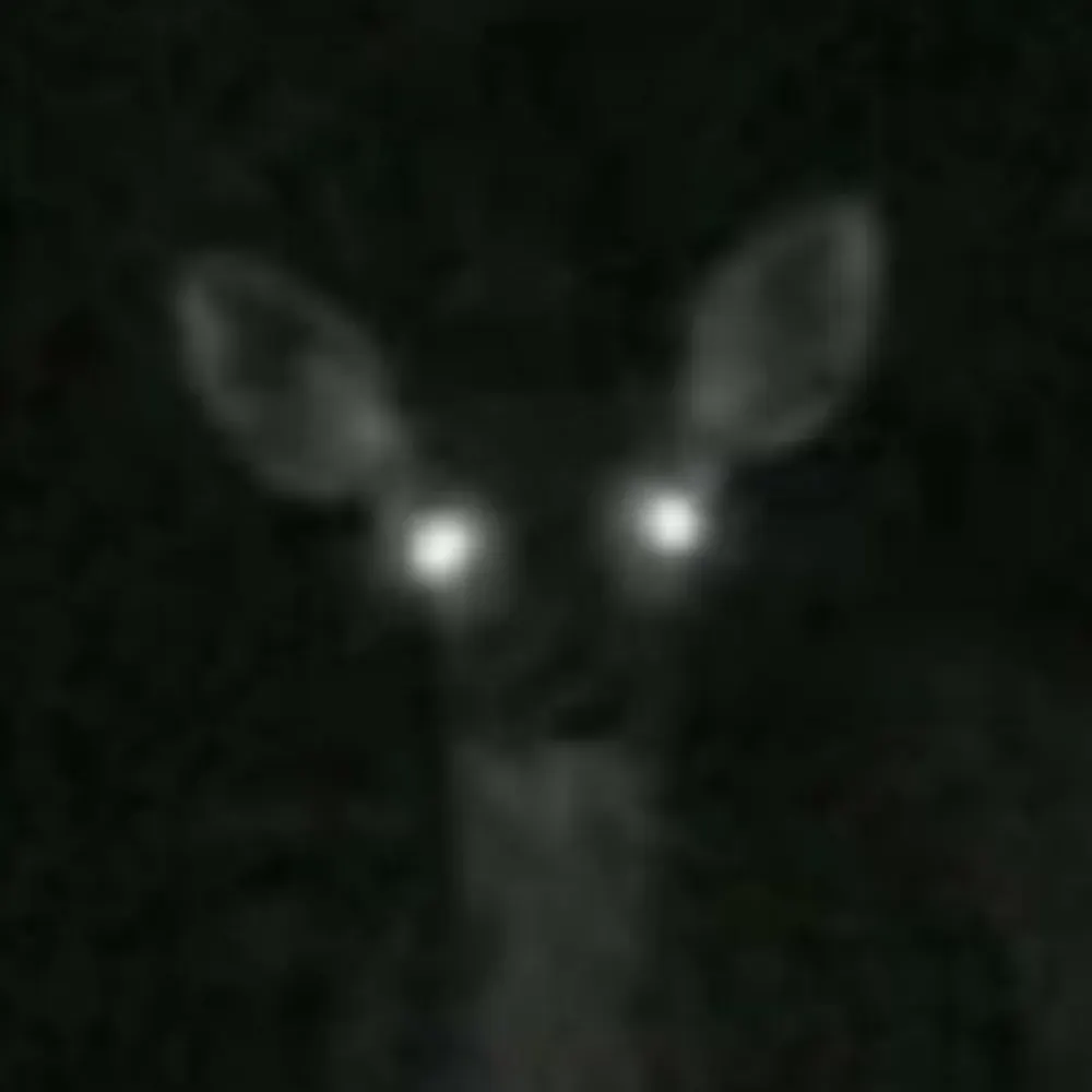 laserantlers.bsky.social's profile picture