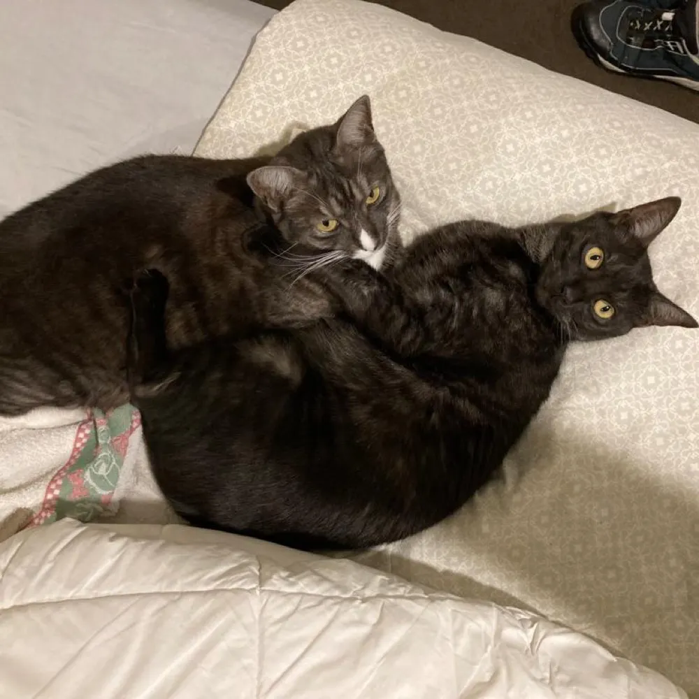 ysolde.bsky.social's profile picture