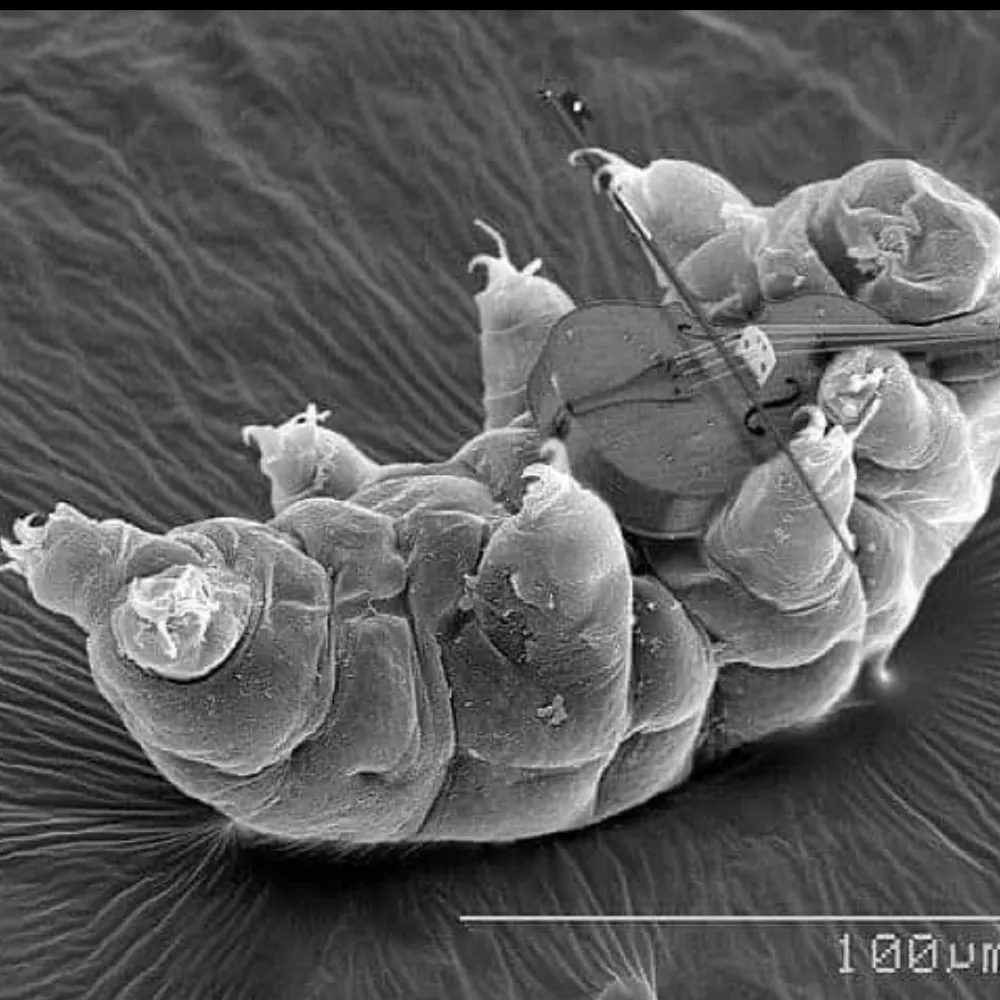 tartigrade65.bsky.social's profile picture