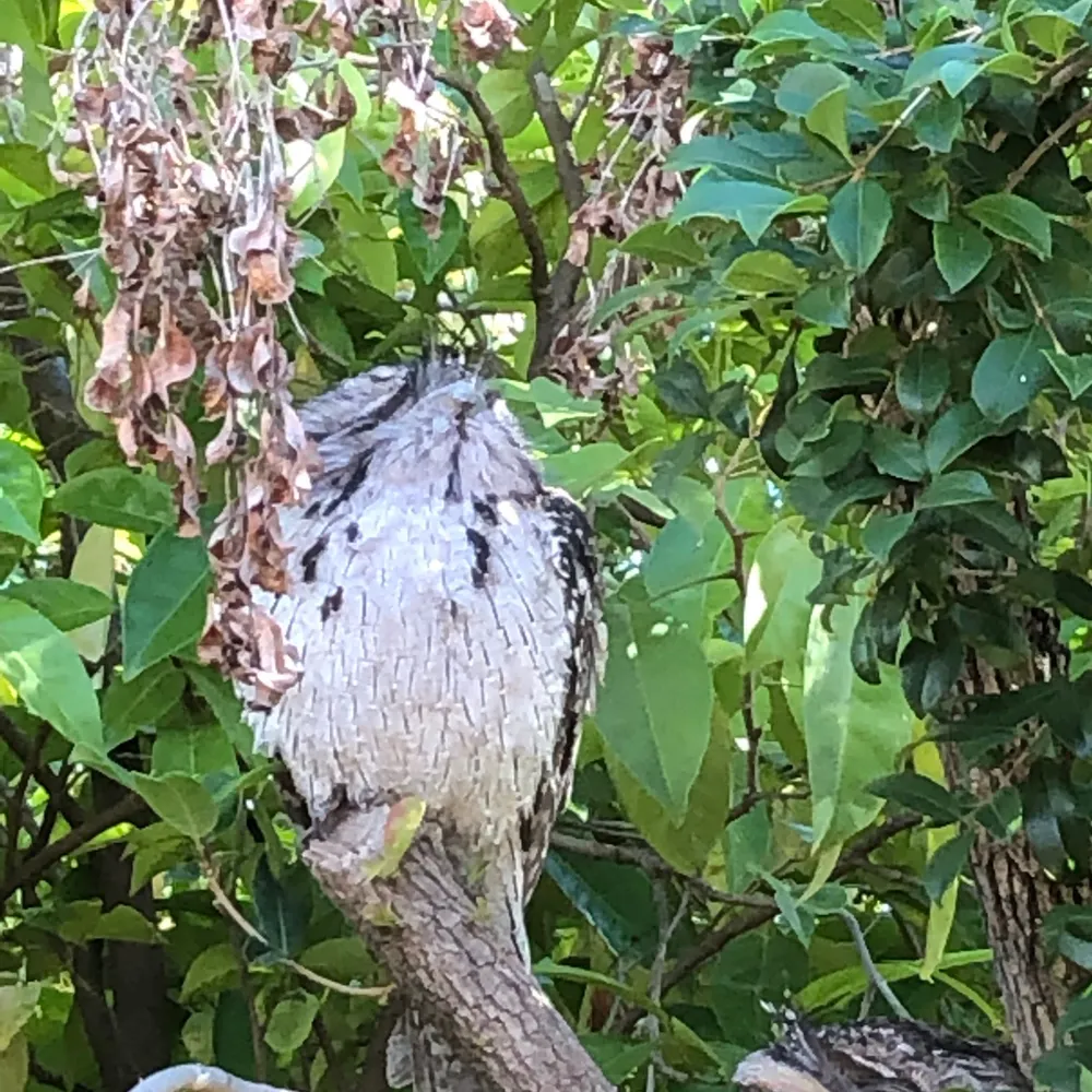 tawnyfrogmouth.bsky.social's profile picture
