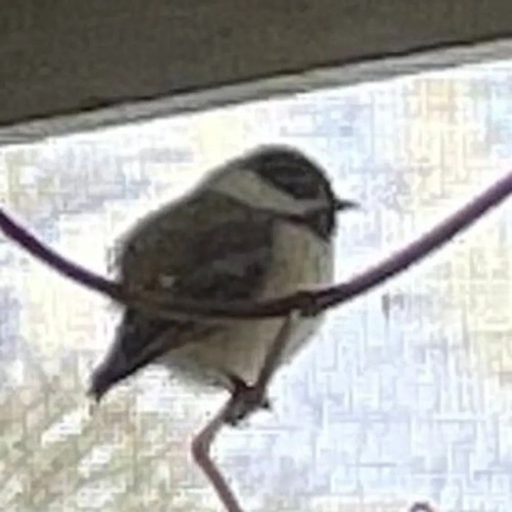 vtchickadee.bsky.social's profile picture