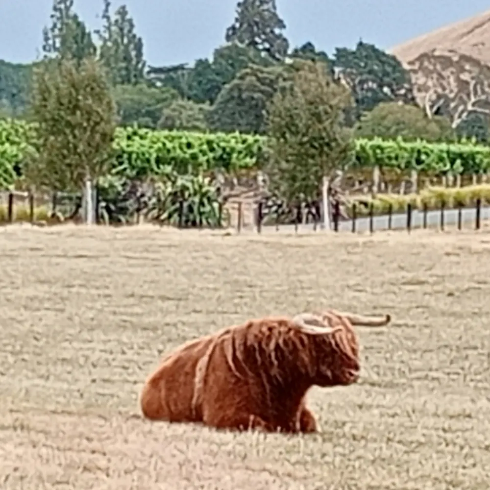 lalamarmiteontoast.bsky.social's profile picture