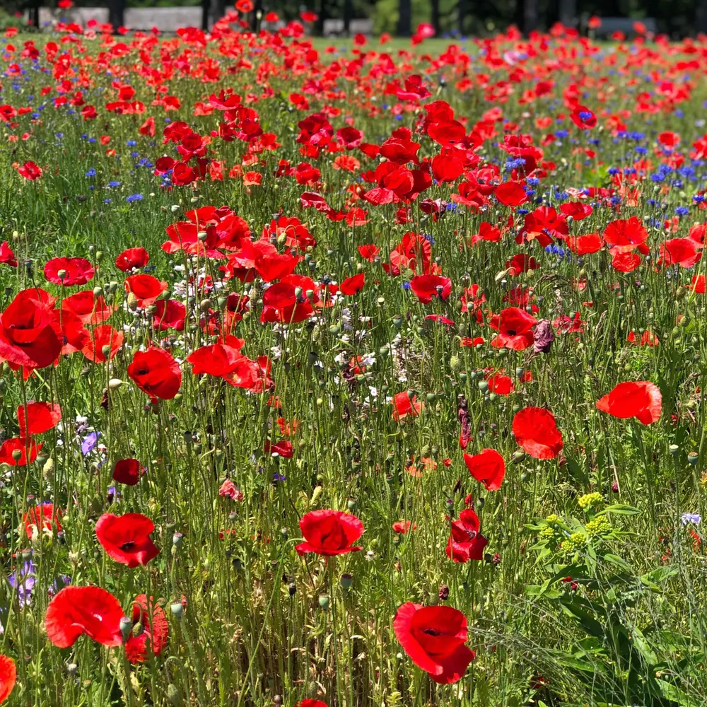 benecal.bsky.social's profile picture