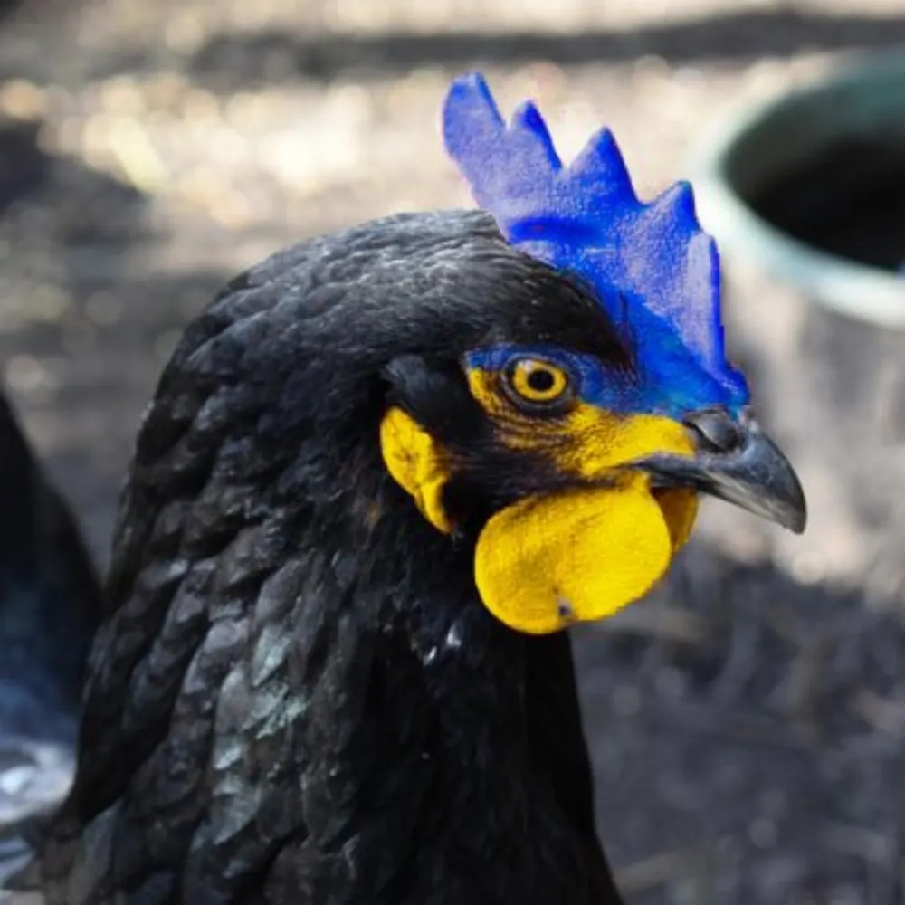 scratchyhen.bsky.social's profile picture