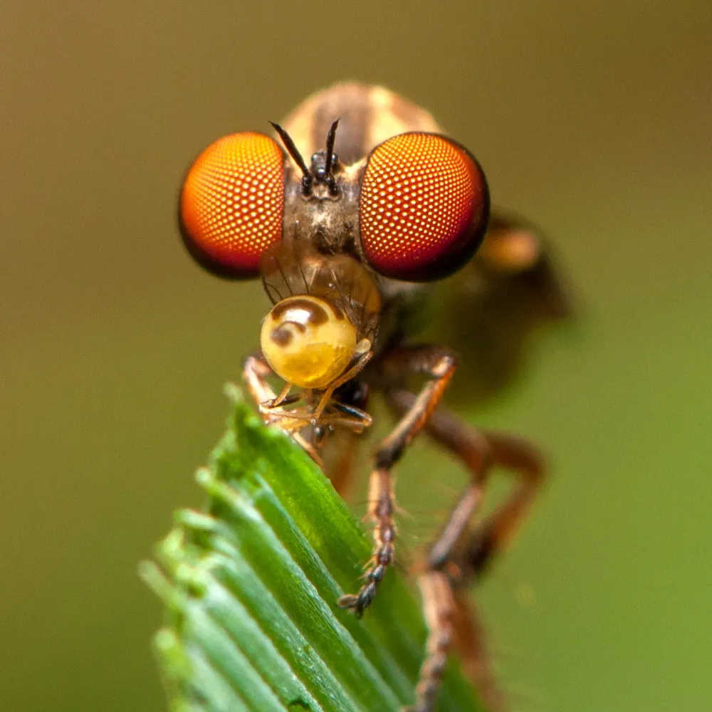 bertonemyia.bsky.social's profile picture