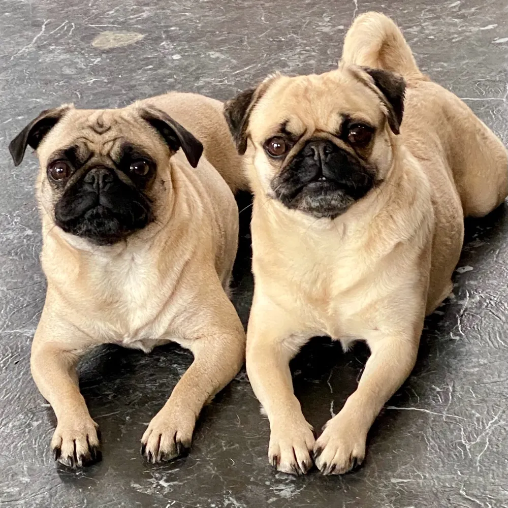 totoinkansas.bsky.social's profile picture