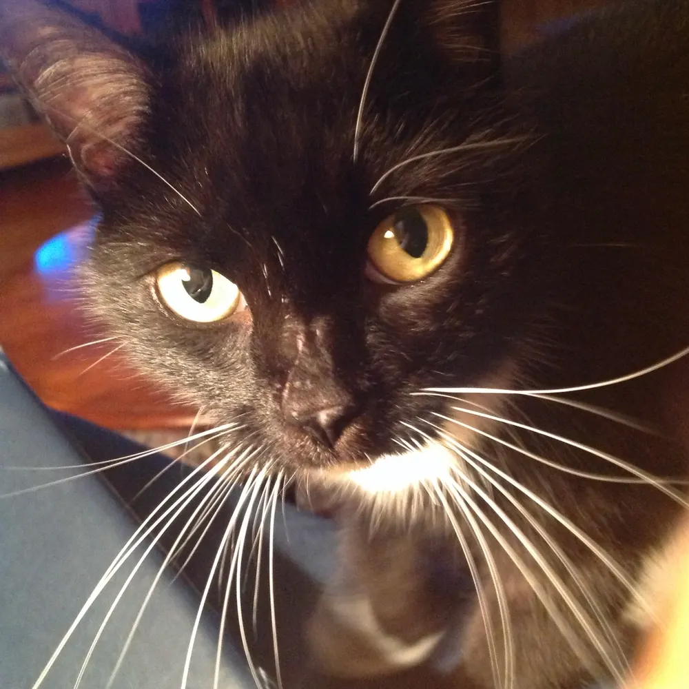 jabajo.bsky.social's profile picture