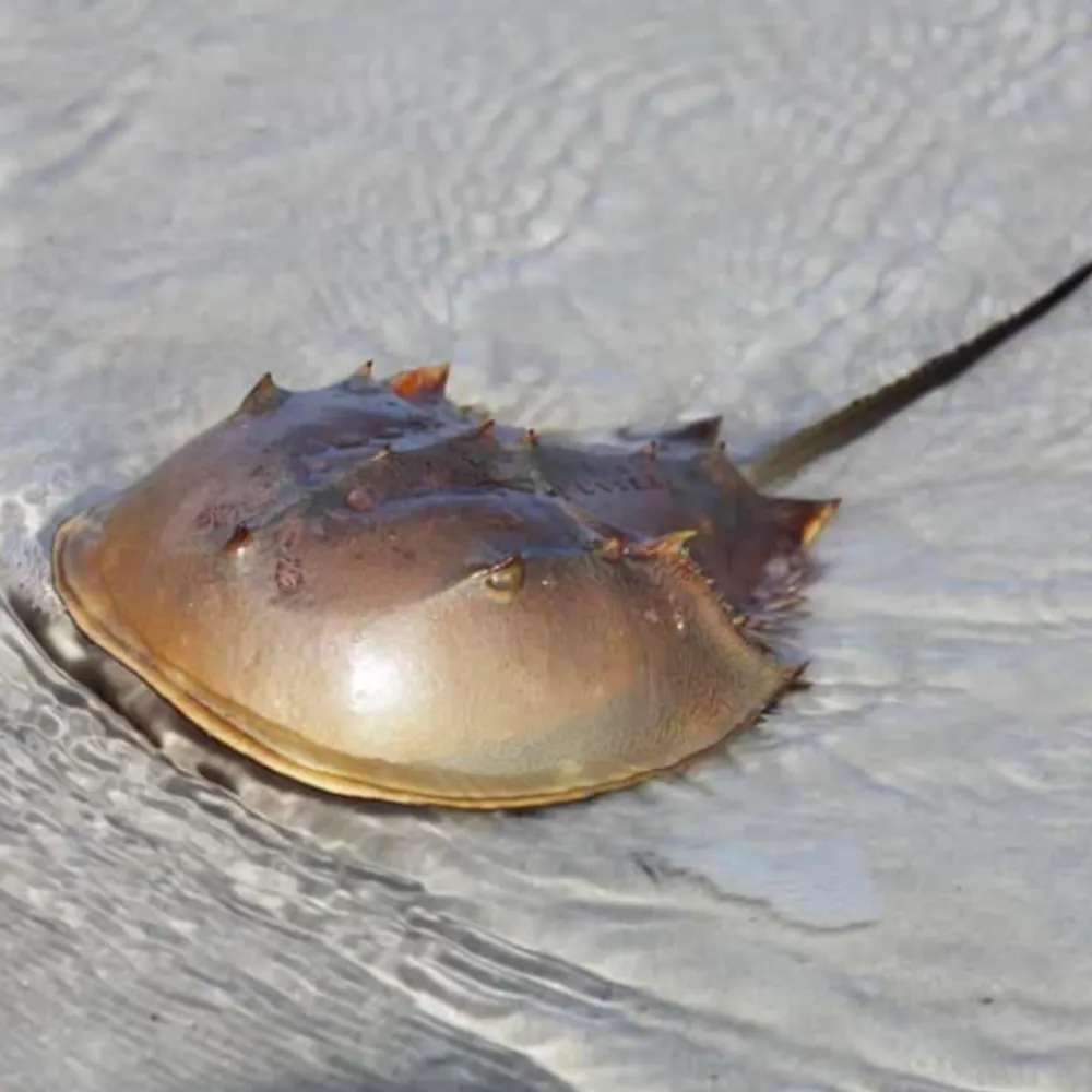 feralhorseshoecrab.bsky.social's profile picture