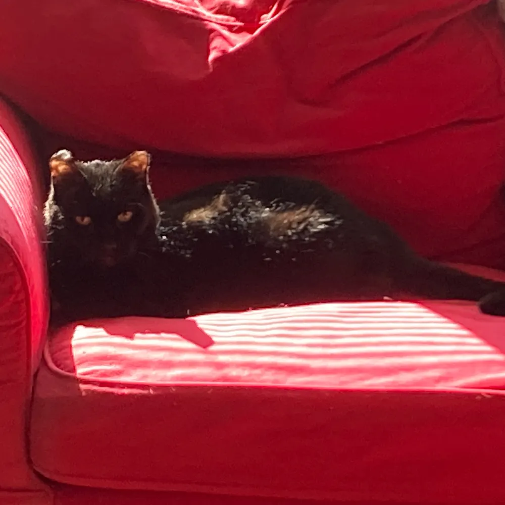 pellechs.bsky.social's profile picture