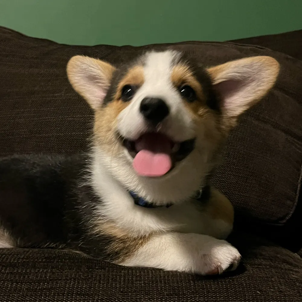 cptcroissant.bsky.social's profile picture