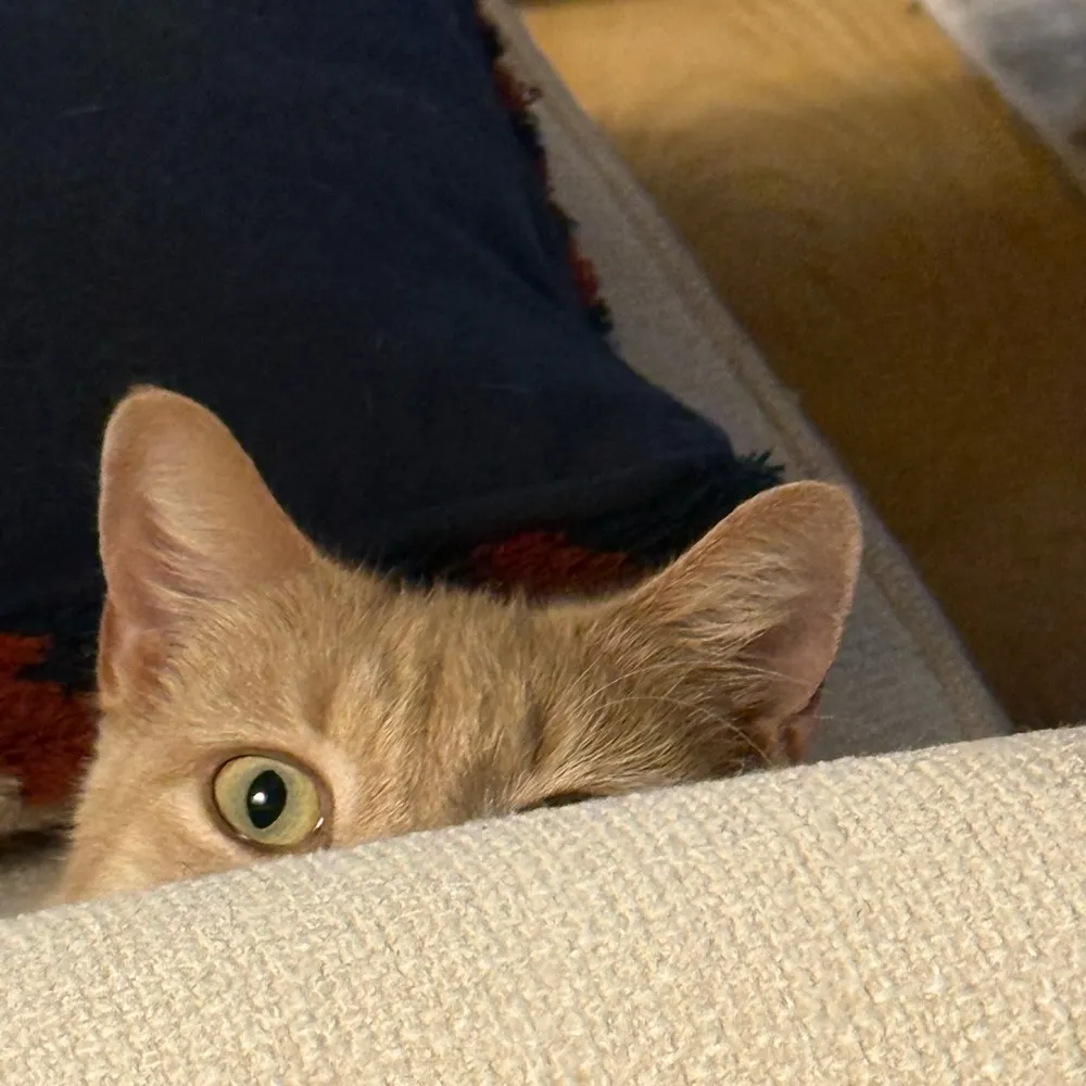 opobserver01.bsky.social's profile picture