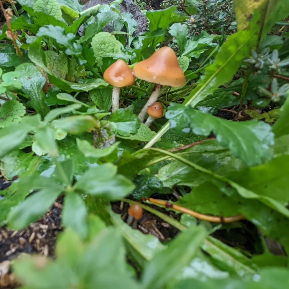 p-azurescens.bsky.social's profile picture