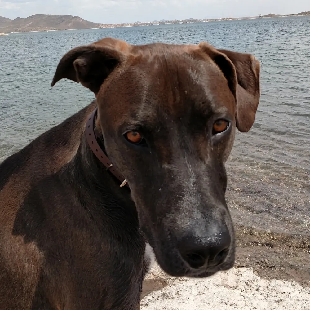 rudog62.bsky.social's profile picture