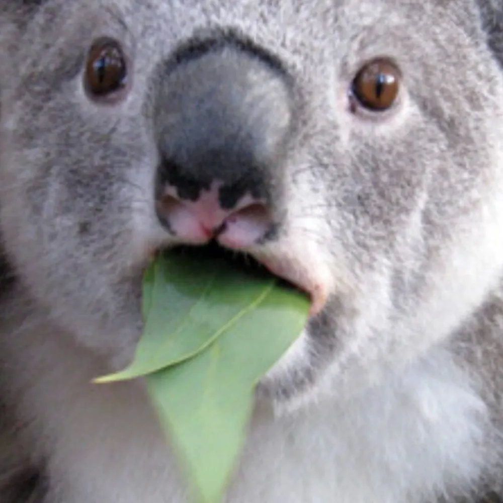 bbqdotgov.bsky.social's profile picture