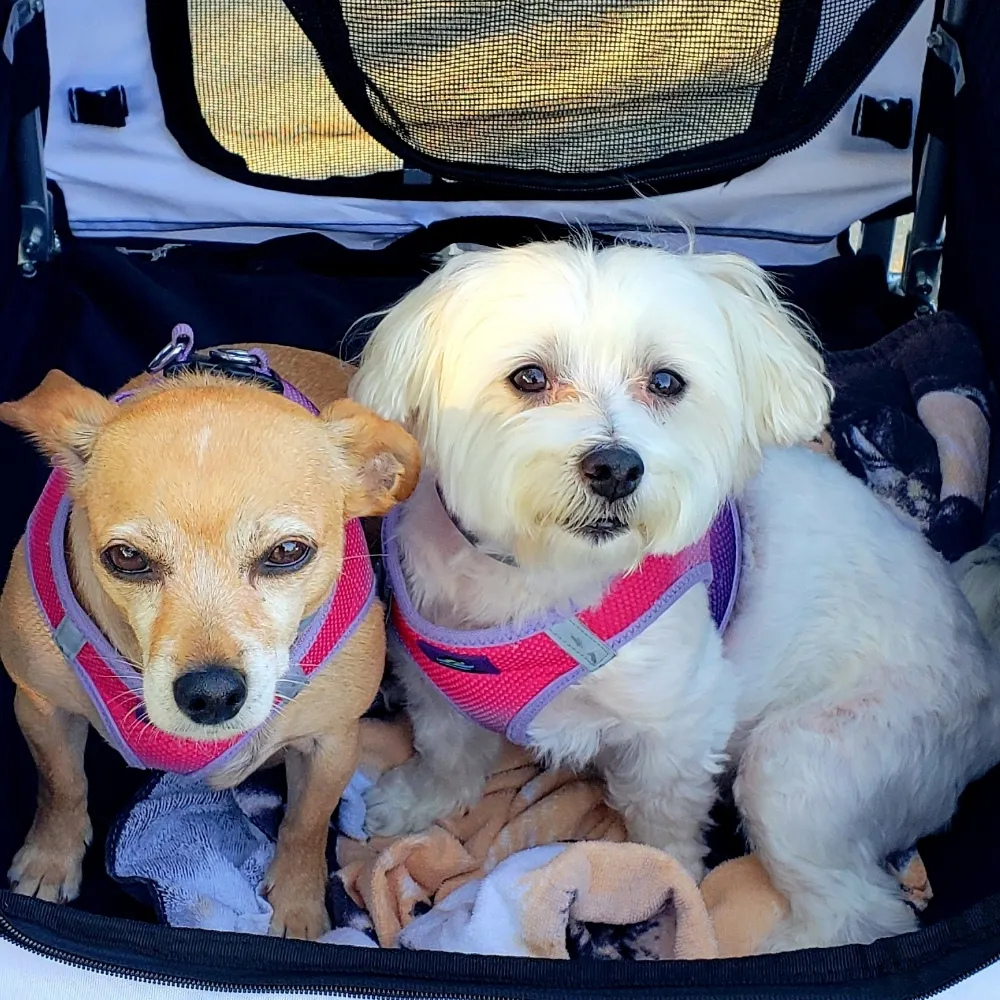 snowsmom.bsky.social's profile picture