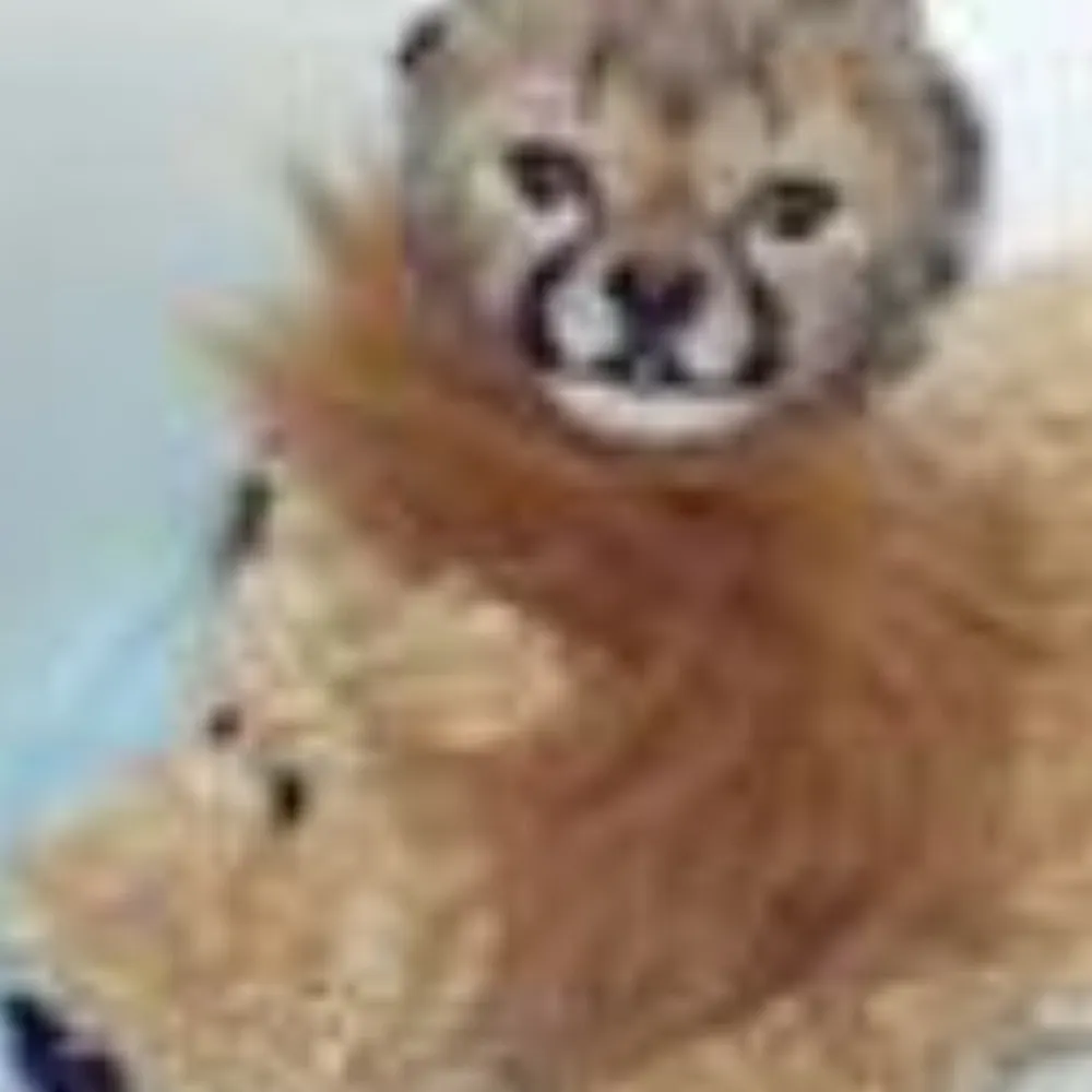 cafechatnoir.bsky.social's profile picture