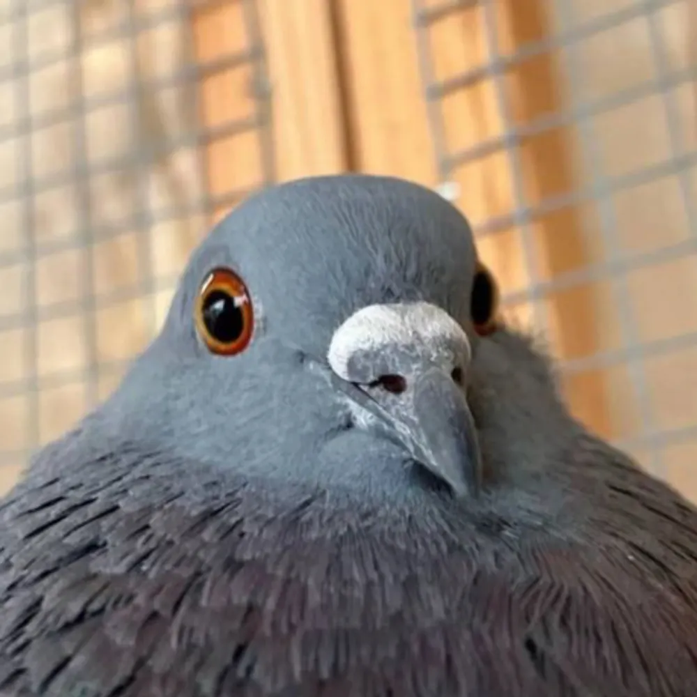 wolfelt.bsky.social's profile picture