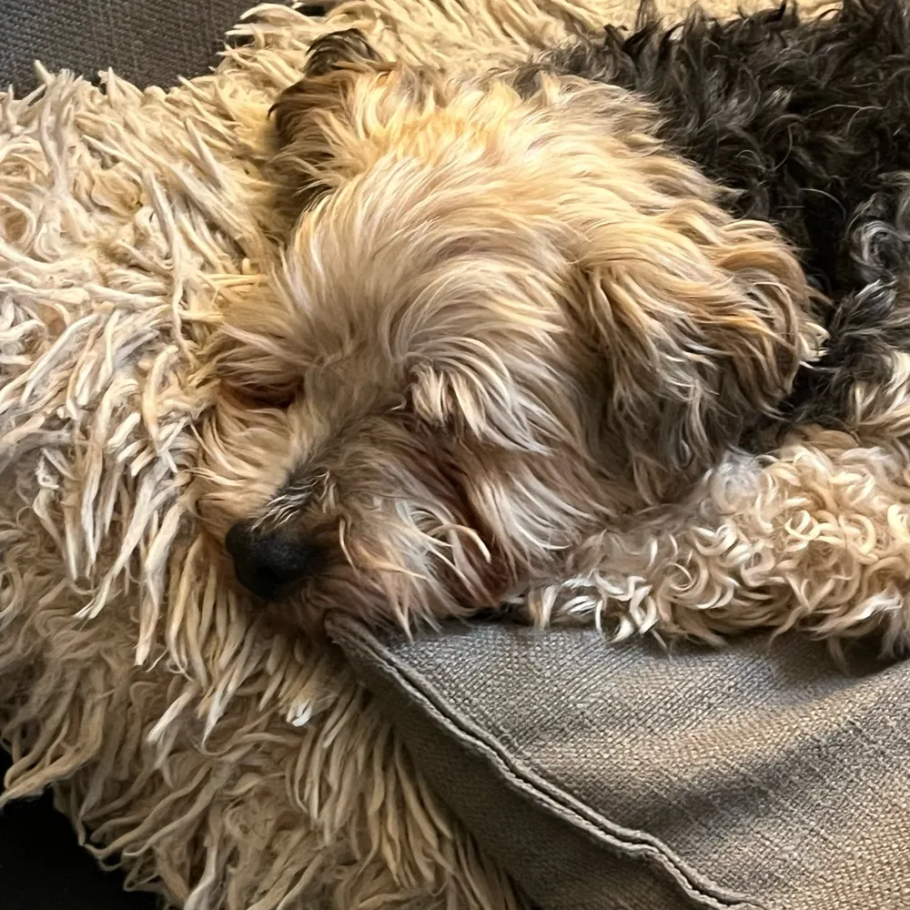 deborah-e.bsky.social's profile picture