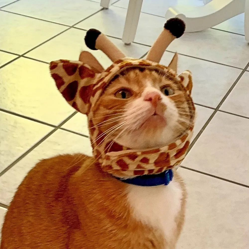 terpiecat.bsky.social's profile picture