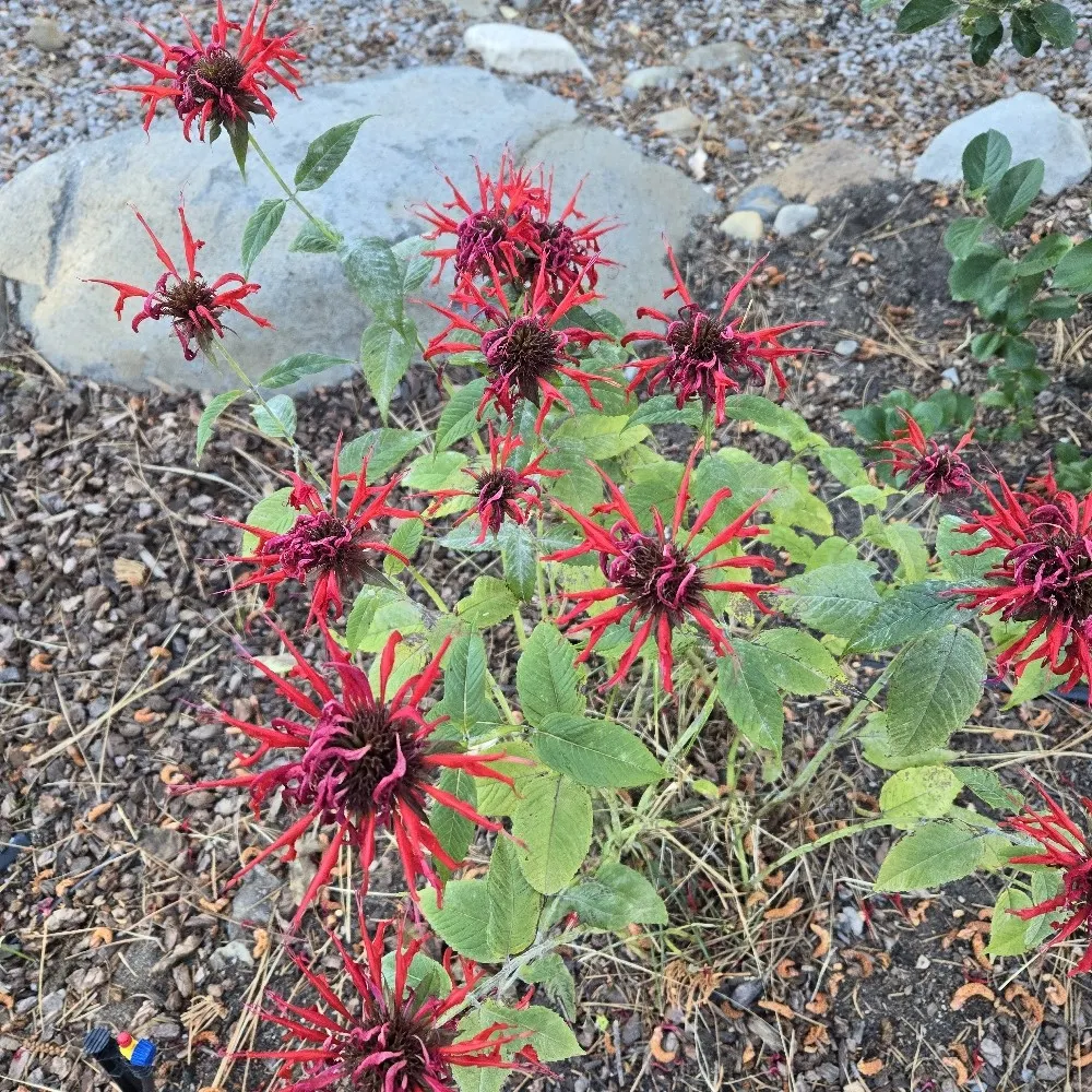 erintruth.bsky.social's profile picture