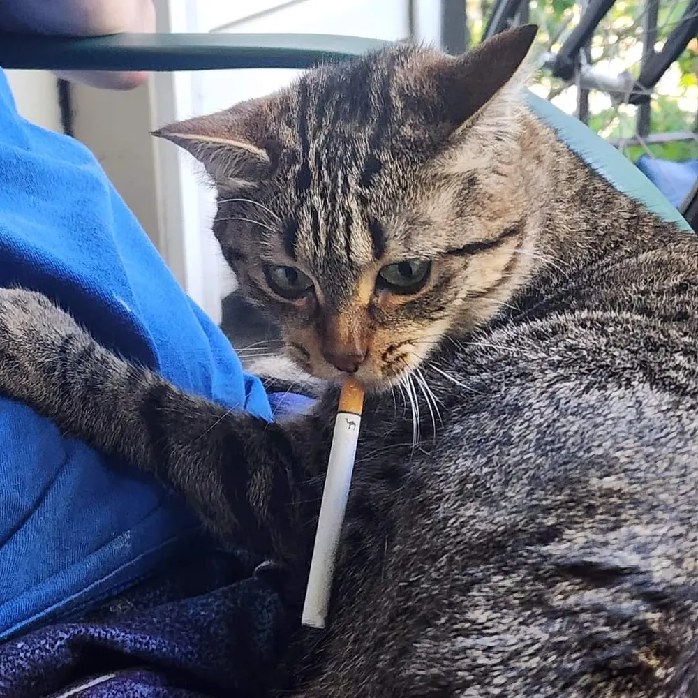 allegedlyjoel.bsky.social's profile picture