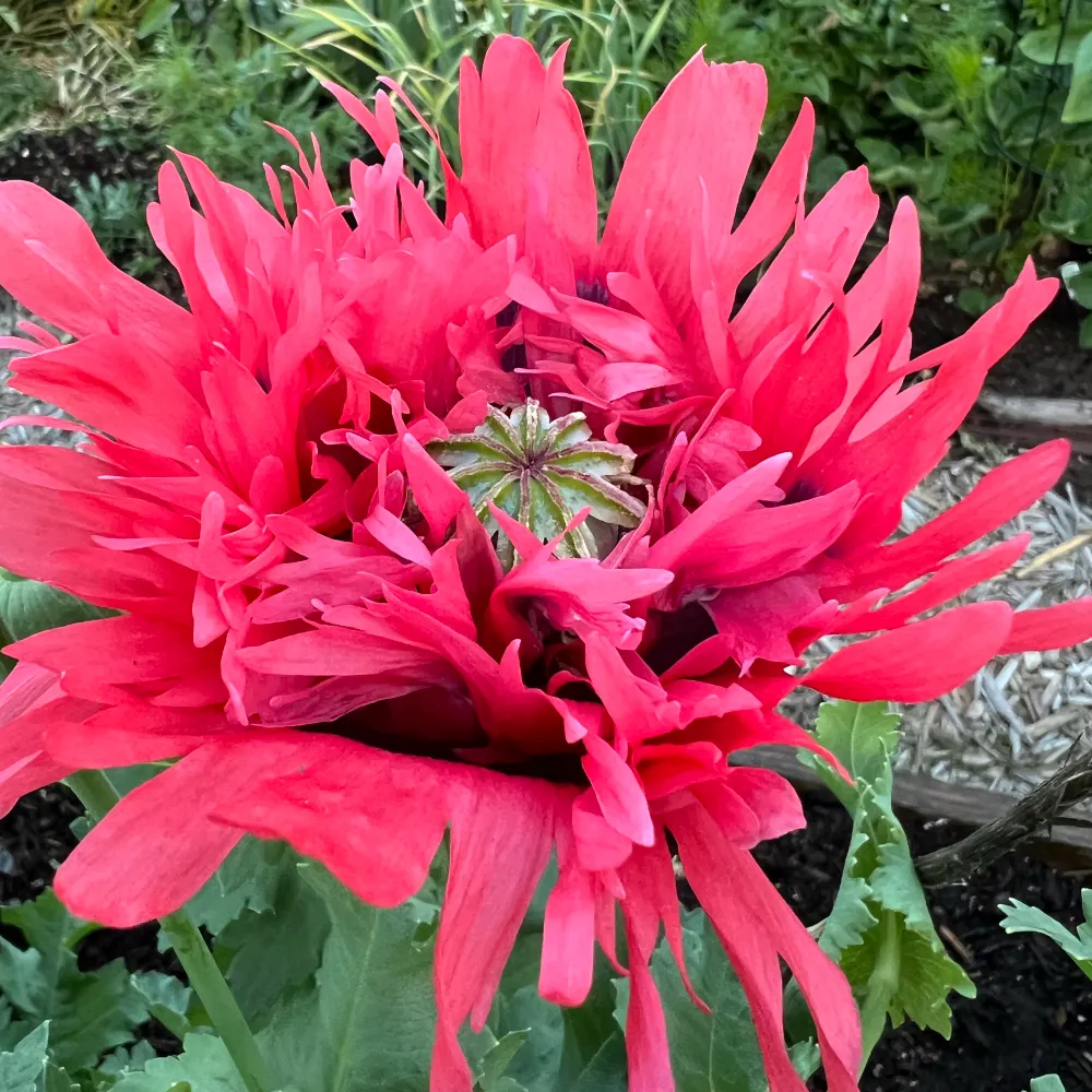 brikelike.bsky.social's profile picture