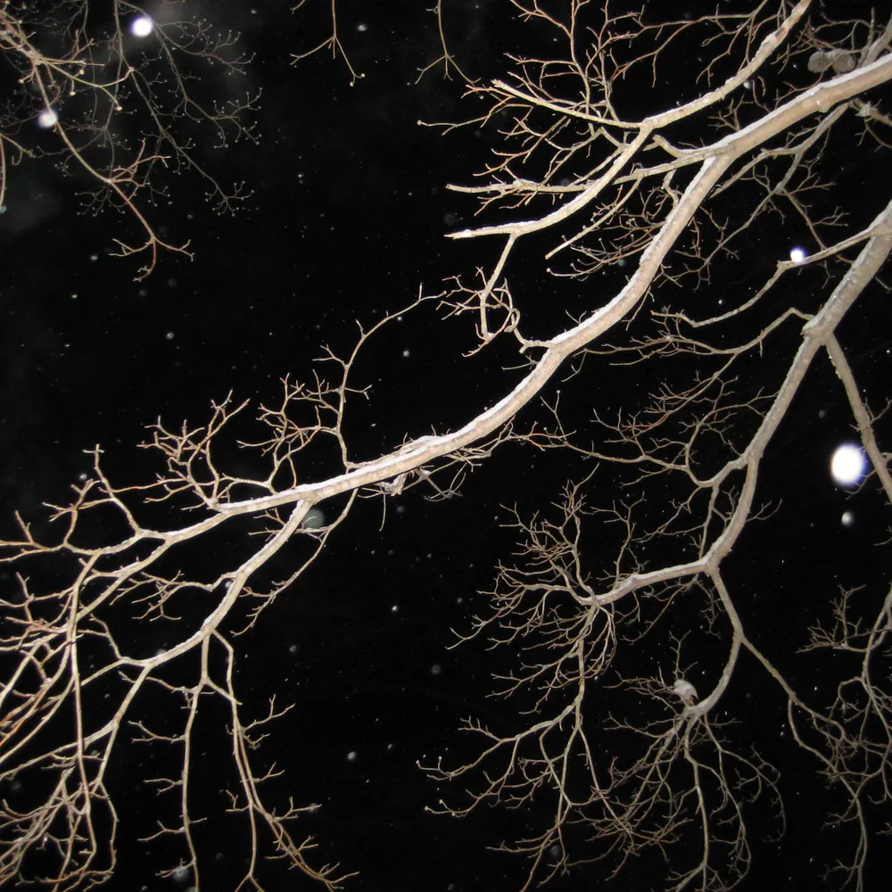 jjjessee.bsky.social's profile picture