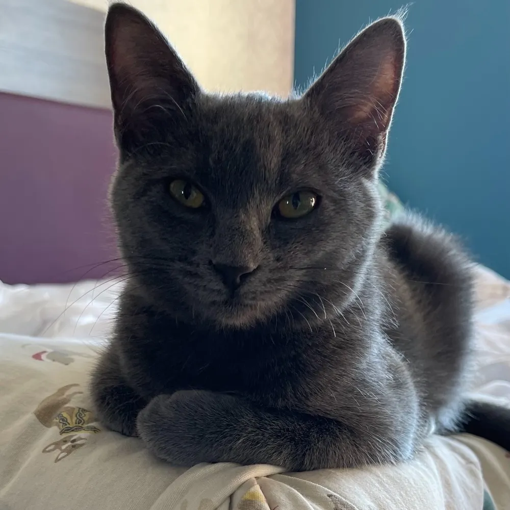 pvdork.bsky.social's profile picture