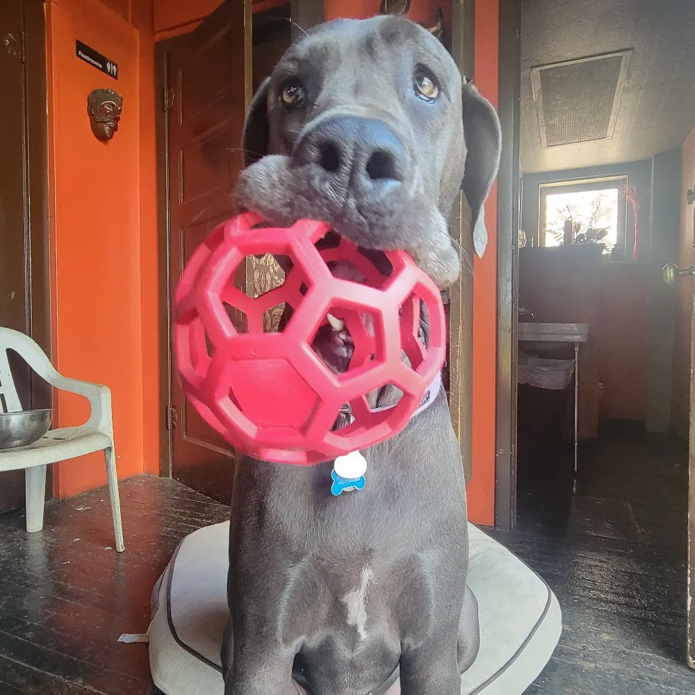 danaphx.bsky.social's profile picture