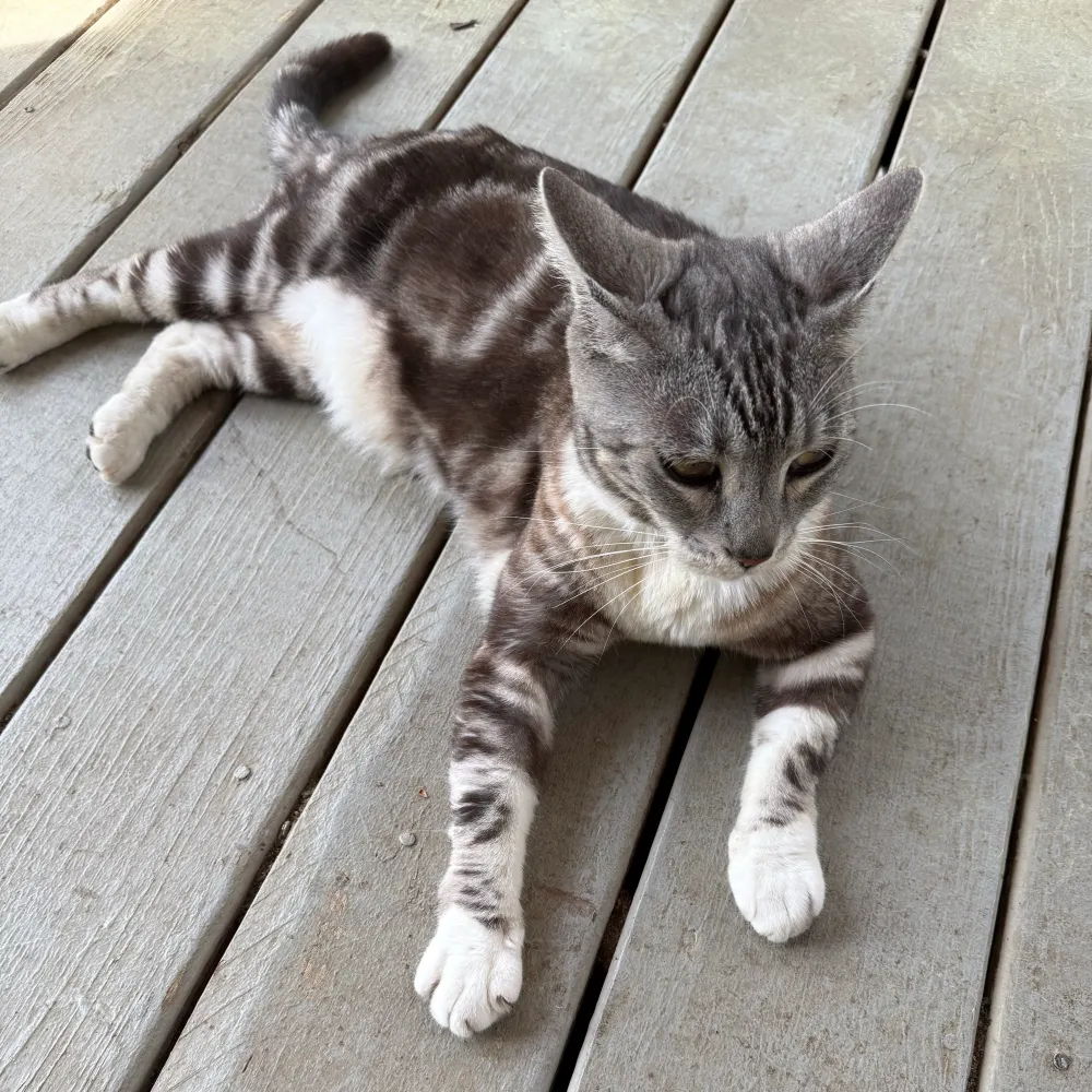 notthatjlo.bsky.social's profile picture