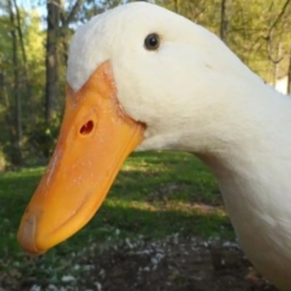 brames.bsky.social's profile picture