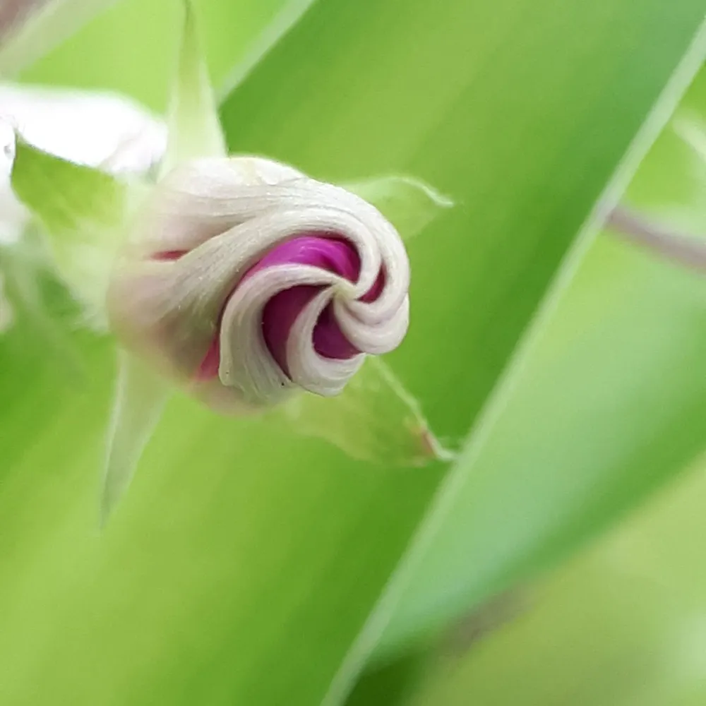 maggbirddoodles.bsky.social's profile picture