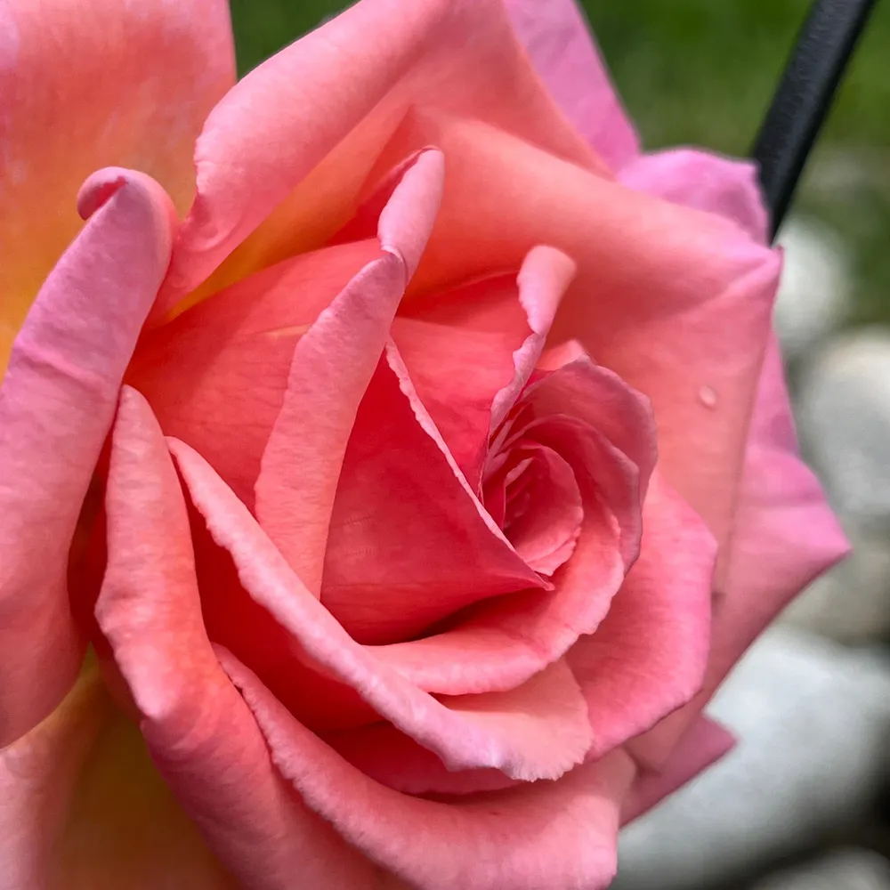 pgutier69.bsky.social's profile picture