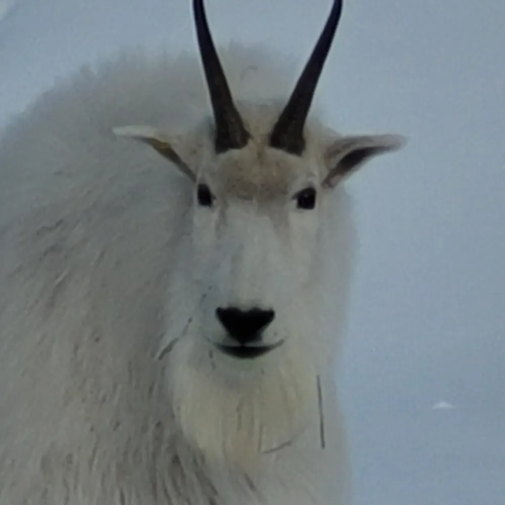 klanawa.bsky.social's profile picture