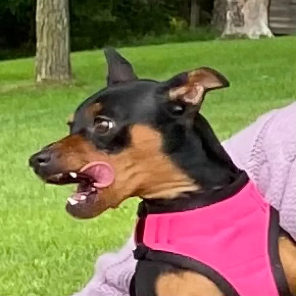 thatsnotmydog.bsky.social's profile picture