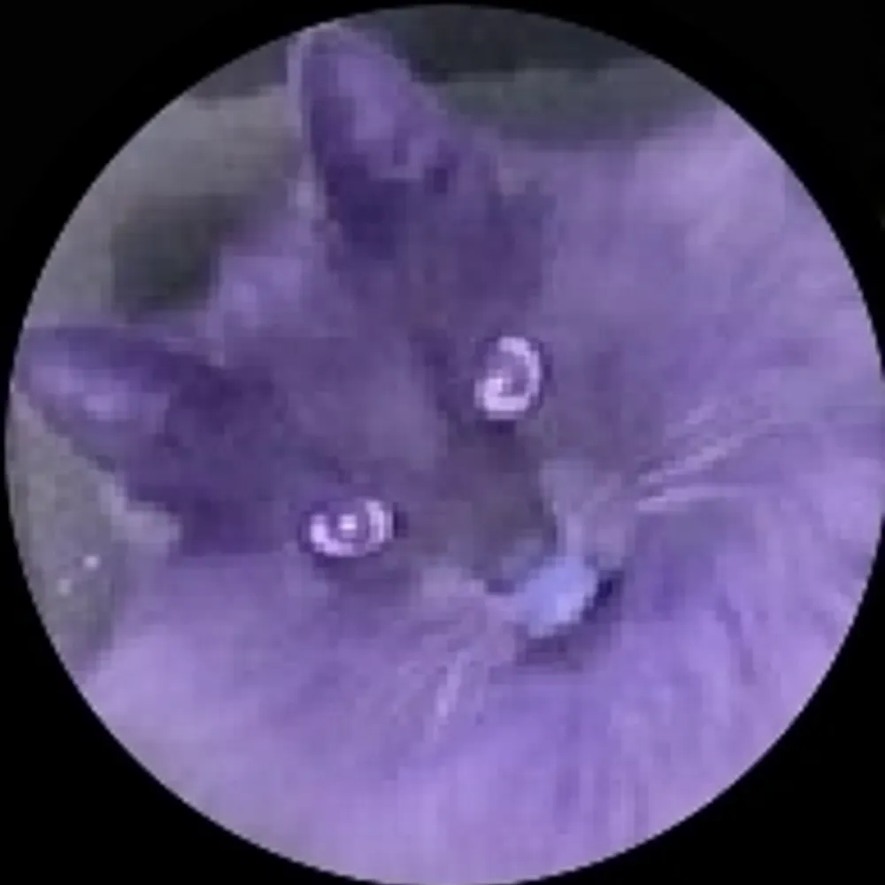 ishfery.bsky.social's profile picture