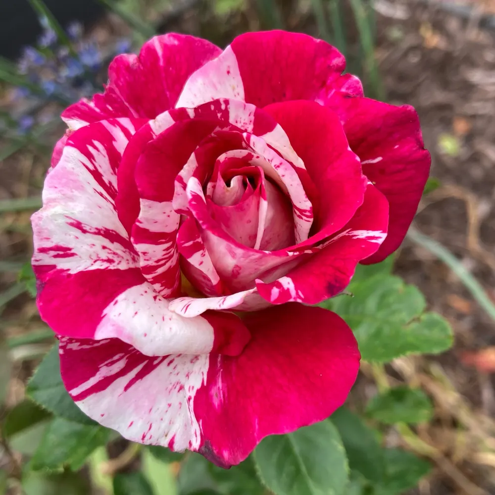 krystolla.bsky.social's profile picture