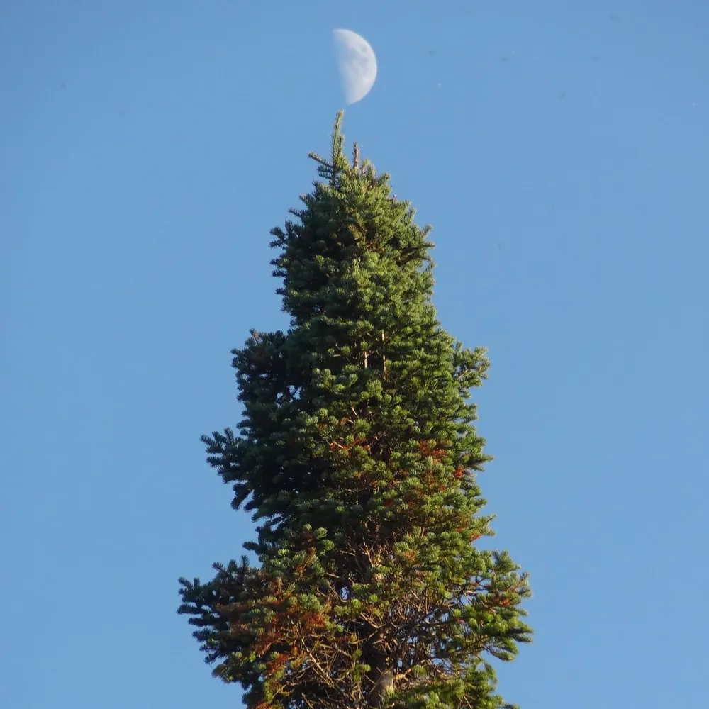 desirepathtarjuman.bsky.social's profile picture