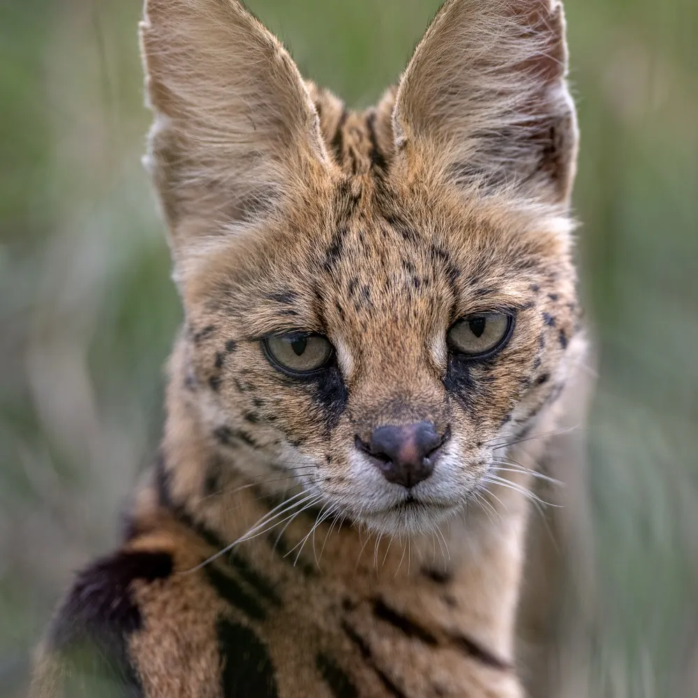 adelebuttolph.bsky.social's profile picture