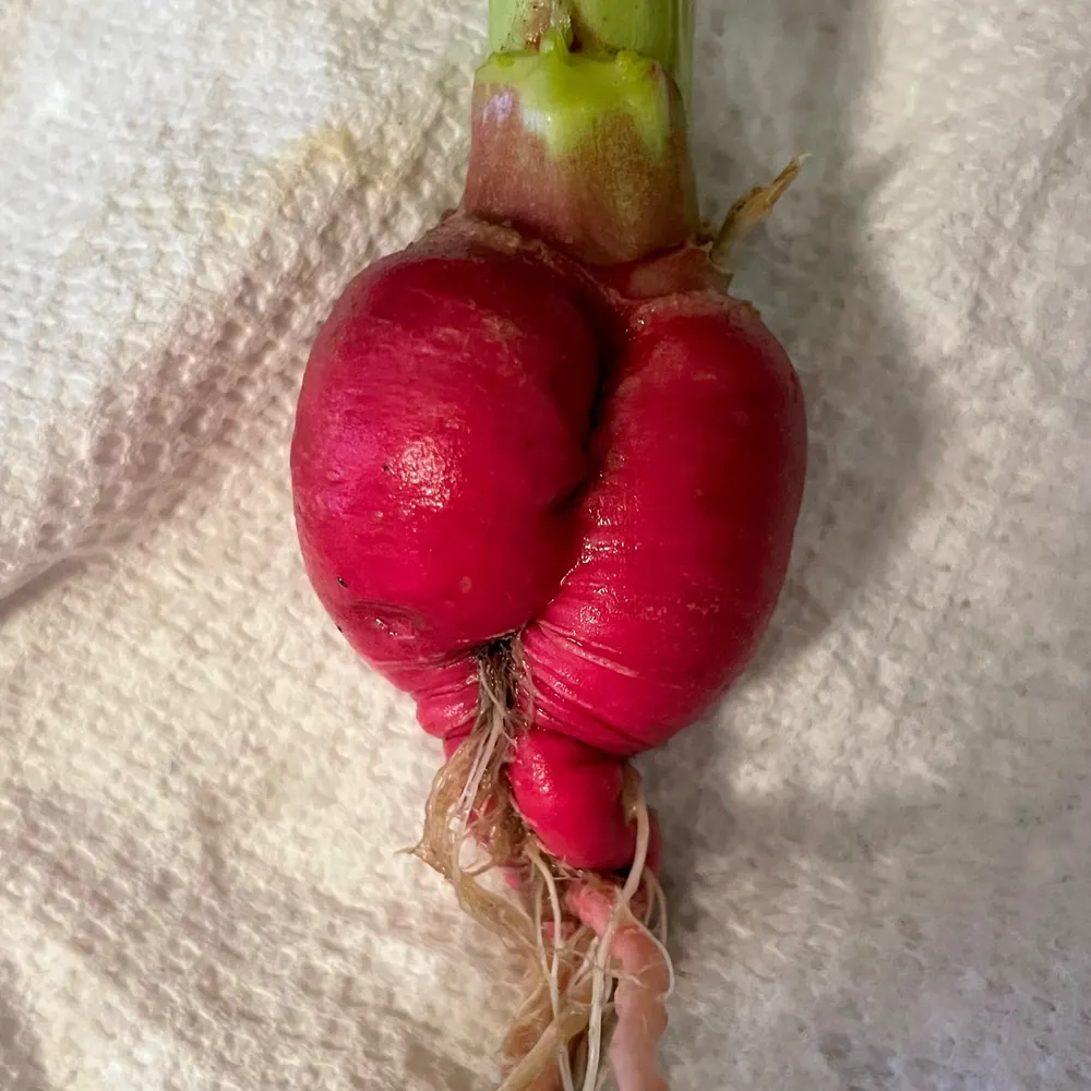 hopstache.bsky.social's profile picture