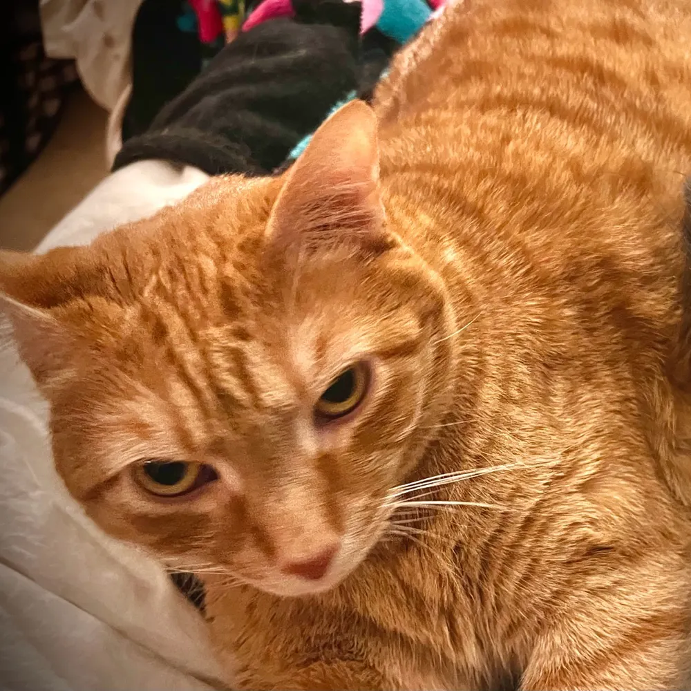 junkincatlady.bsky.social's profile picture