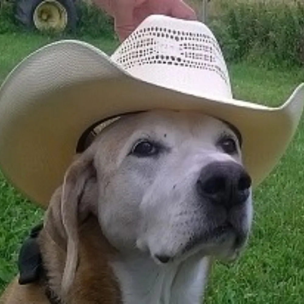 nparoubek.bsky.social's profile picture