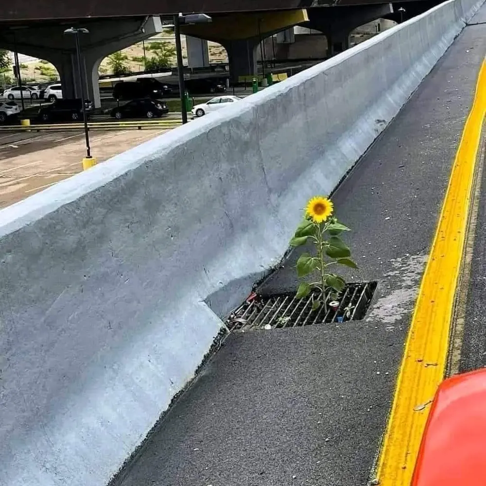 auntierabbit.bsky.social's profile picture