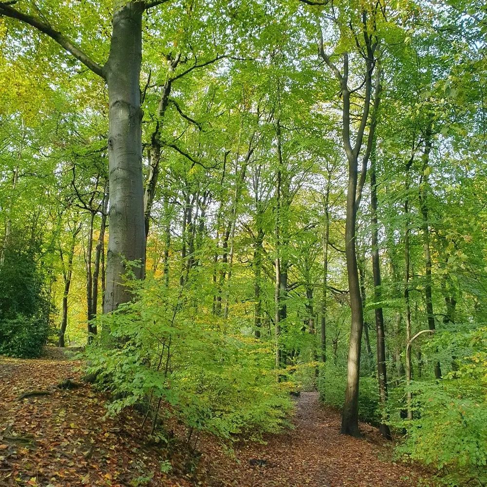 annekin1.bsky.social's profile picture