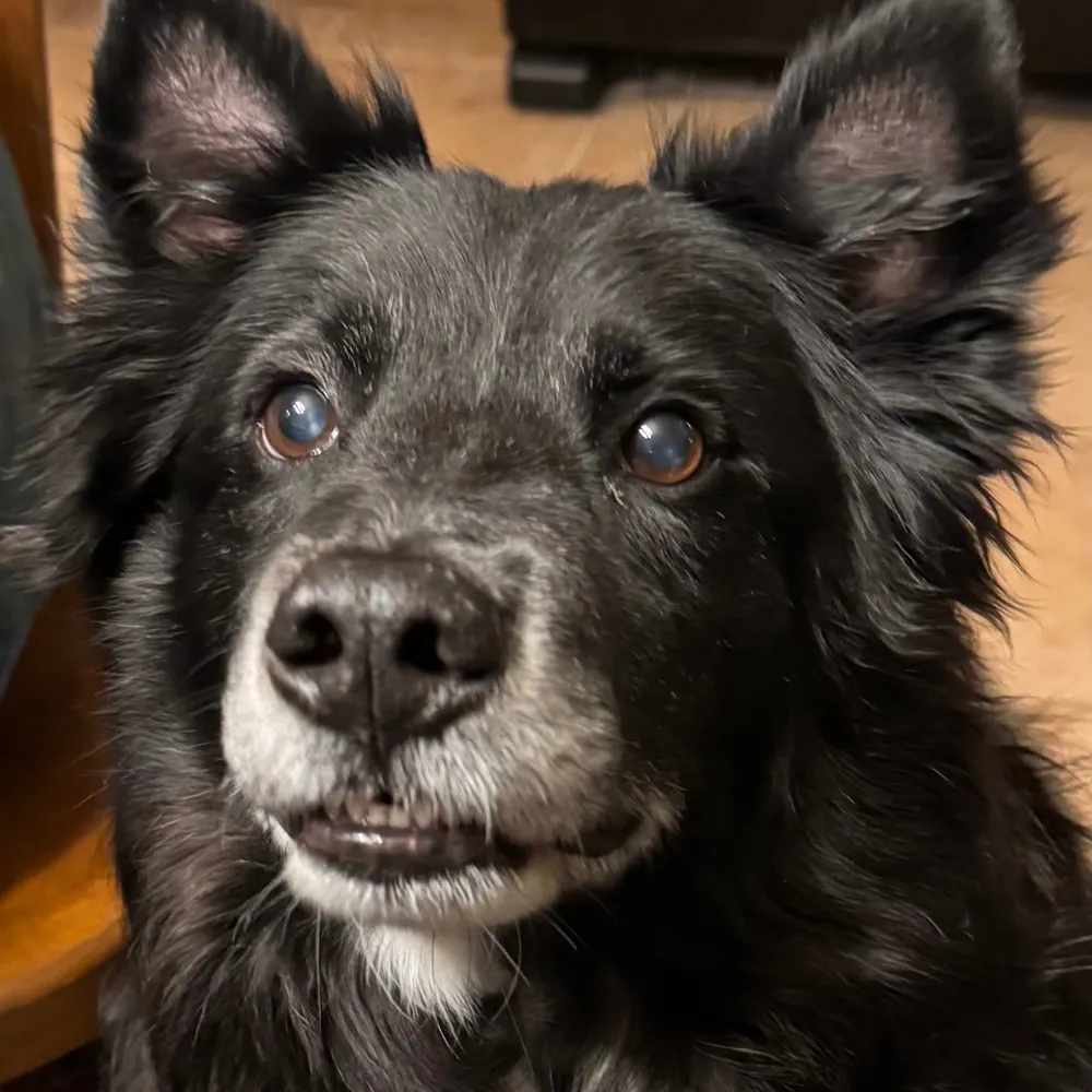 spottiedoggy.bsky.social's profile picture