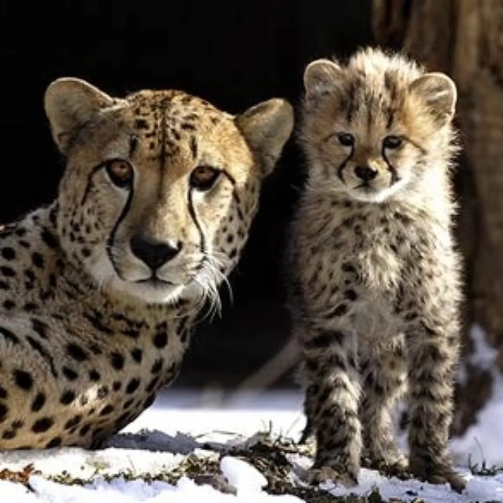 tdcheetah.bsky.social's profile picture