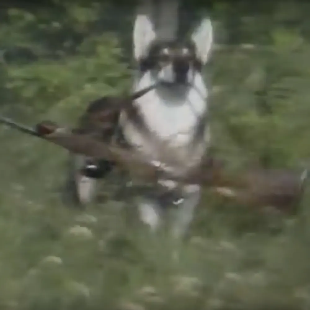 cherimoyadestroya.bsky.social's profile picture