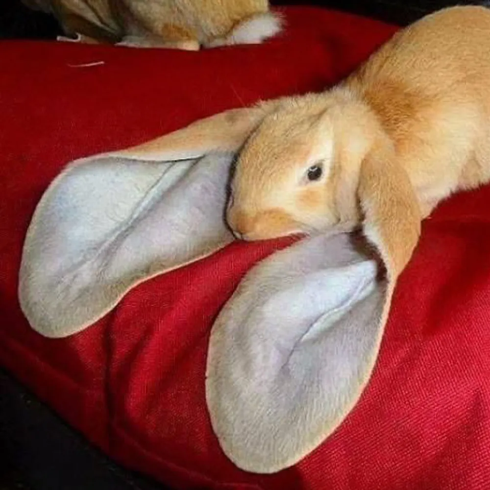 bnuubyonputer.nekoweb.org's profile picture