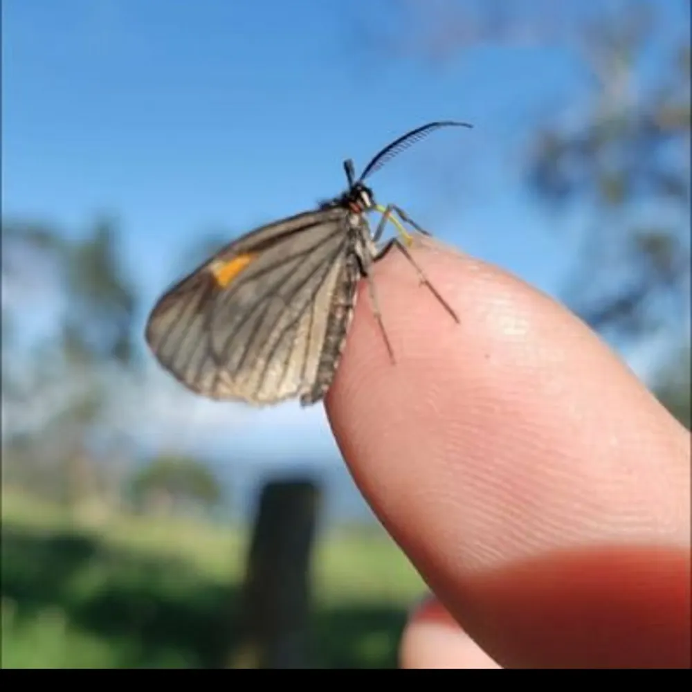 thaciavigo.bsky.social's profile picture