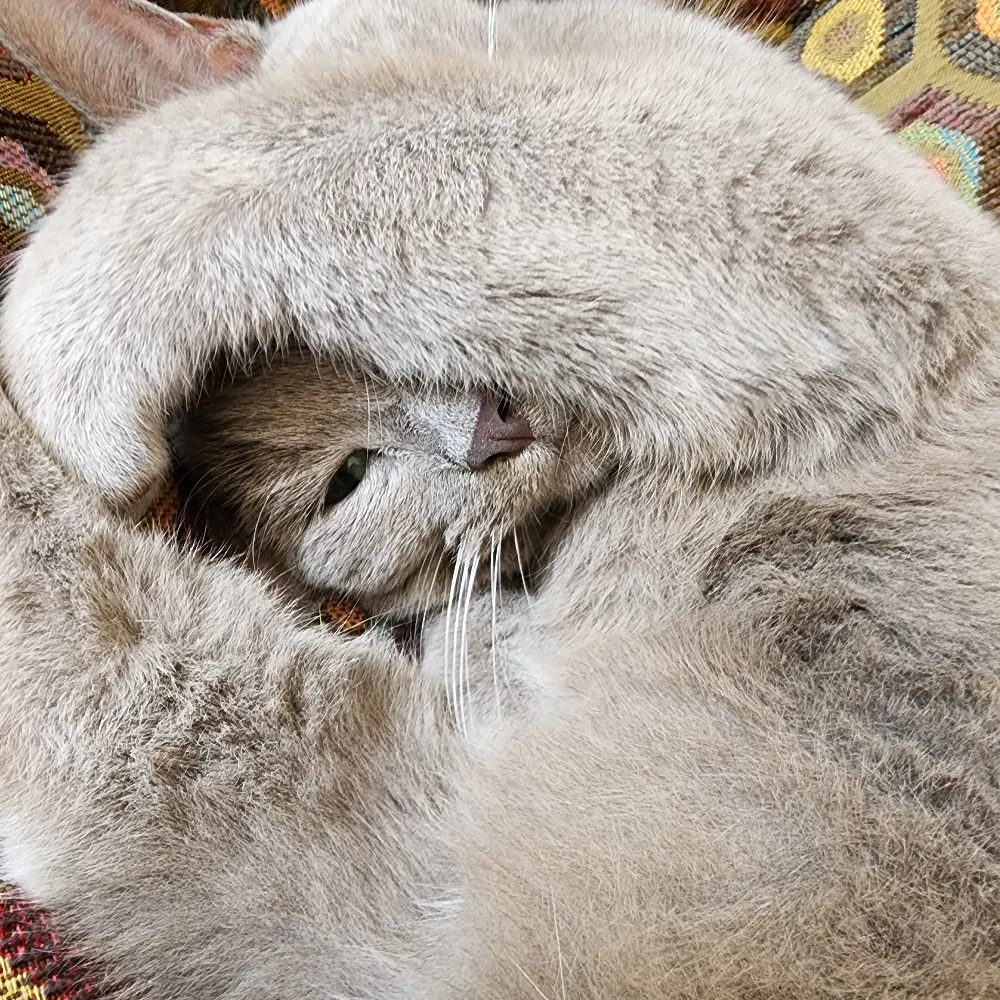 justjojr.bsky.social's profile picture